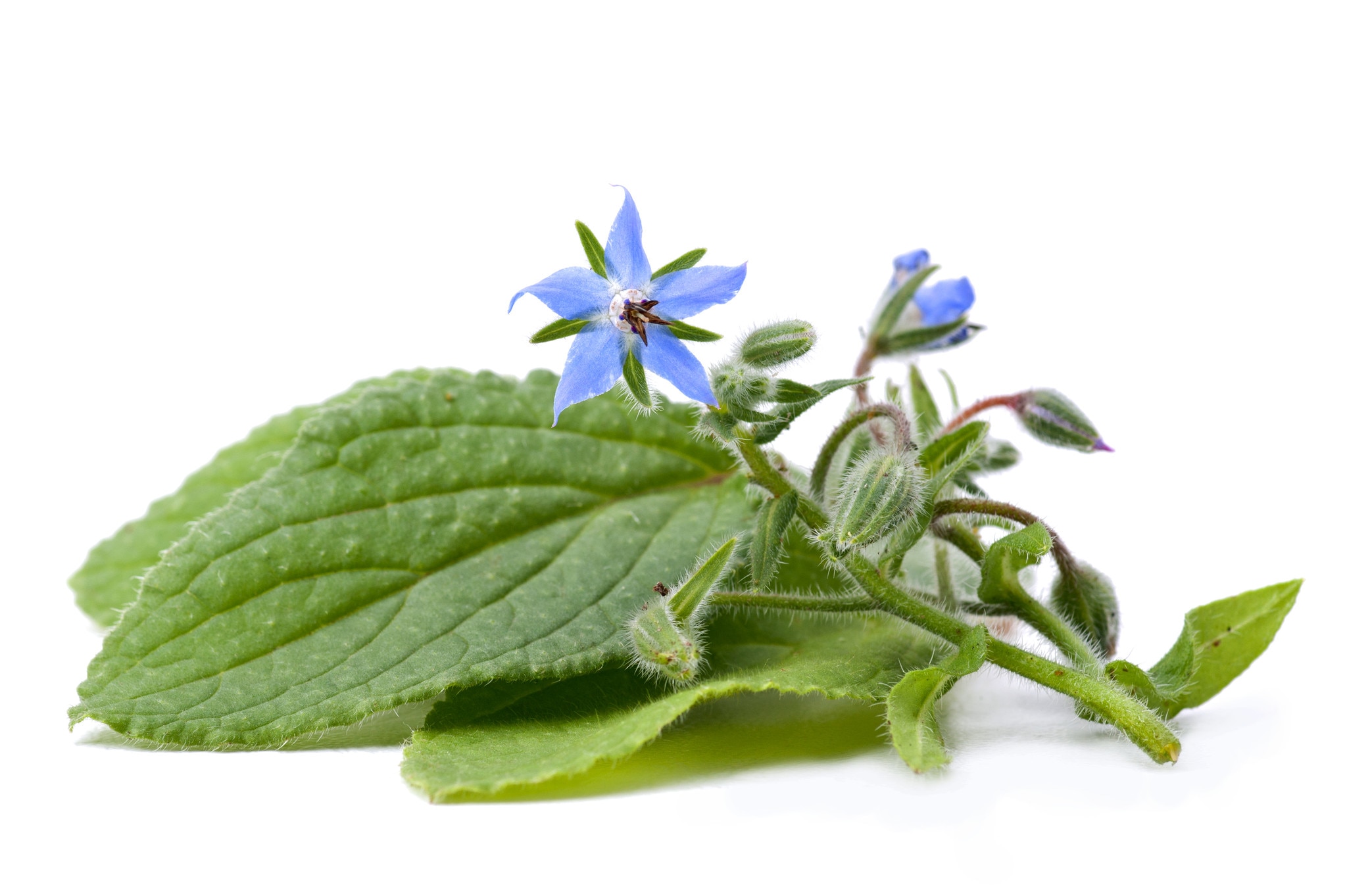 Owing to our rich experience in this domain we are able to offer premium quality Borage Oil that is ideal for both dietary and cosmetic applications. The given borage oils are obtainable in numerous packaging options as per the need of the customers. These borage oils are finely processed using premium quality natural ingredients keeping in mind the set standard of market. Our borage oils are provided in bulk quantity within the stipulated time frame.
Features:
Accurate composition
Ideal for both dietary and cosmetic applications
Refreshing aroma
Description:
Borage is amongst the richest source of essential fatty acid known to man. The oil rich seed is pressed and extracted using traditional techniques, the crude oil obtained is then refined to yield a pale yellow, low odor product.
It is ideal for both dietary and cosmetic applications. Borage carrier oil is well known as being the richest commercial plant source of gla, an omega 6 fatty acid which is a key building brick’ in production of the body’s regulatory hormones.
Common names:
Borage, star flower
Blends with:
Borage carrier oil blends well with all the essential oils.
Constituents:
Docosenoic- 2.5% icosenoic- 4.2% gamma linolenic- 20.5% linoleic- 40.6% oleic- 16.8% palmitic- 10.9%
Uses:
Small amounts (10% or less) of borage is often added to other carrier oils for fortification. It is applicable for all skin types and is commonly used in manufacturing, aromatherapy applications and by massage therapists.
Specifications:
Botonical Name Borago Officinalis
CAS 8024-32-6
Country of Origin China
Color & Odor Pale yellow to golden yellow liquid with Characteristic odor
Solubility Soluble in alcohol and oils. Insoluble in water
Specific Gravity 0.92
Optical Rotation N/A
Refractive Index 1.470- 1.480
Flash Point >100 °C
Extraction Method Cold-pressed of the seeds/kernels