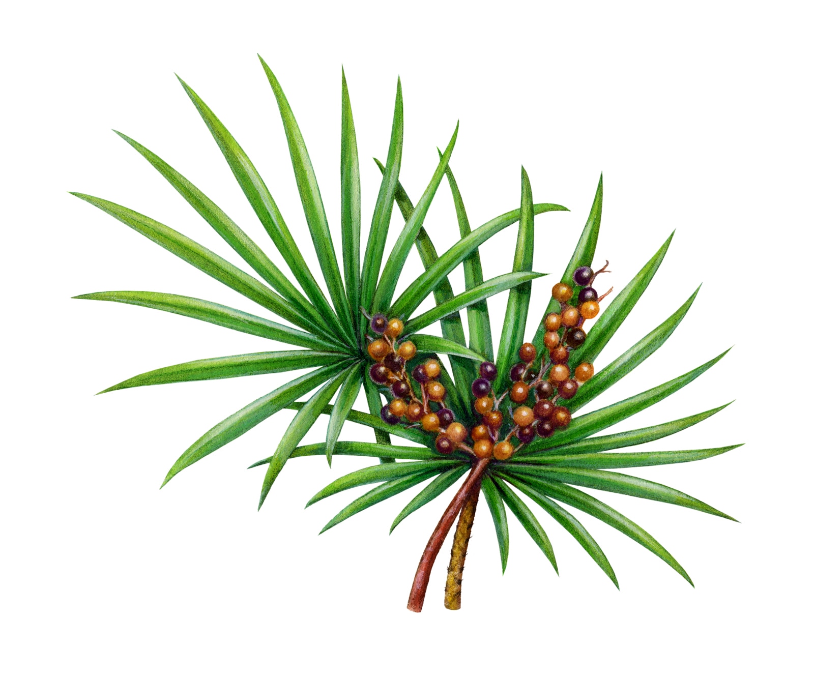 Product Details:
Grade Standard Food Grade/ Cosmetic Grade/ Medicine Grade -Packaging Size25 Kgs Packaging Type HDPE Usage Clinical/ Personal -Minimum Order Quantity50 Kilogram
Product Description:
Specifications:
Saw Palmetto Extract Oil
Natural Saw Palmetto Extract Oil
Palmetto Oil
Oil Saw Palmetto Oil extract
Assay : 90% Fatty acid by GC
Source : Berry
Appearance : Yellow oily liquid extract
Product Specification:
Product Name : Saw Palmetto Extract oil
Latine Name : serenoa repens
Specification : 45% and 90% Fatty acid
Plant part used : Berry
Plant Description:
Saw Palmetto is a small palm type of plant that is technically called Serenoa repens. It is mainly found in the southeastern United States along the coast. Saw Palmetto produces yellow flowers and reddish black berries. It is the berries from which the Saw Palmetto extract is taken.
The berries themselves are very high in Fatty Acids and Phytosterols.
Health Benefits:
1. The saw palmetto extract is also used in the treatment of Benign prostatic.
2. The saw palmetto extract is also used to treat 'male pattern baldness', known as Androgenic alopecia in medical terms, a hair loss problem common in both men and women.
Function:
For centuries, the crude extracts of saw palmetto have been used to improve sperm production and to increase breast size and sexual vigor, but the most effective and only scientifically based use is to improve symptoms of Benign Prostatic Hyperplasia (BPH). Anti-inflammatory, Bladder Health Maintenance, Hormonal Imbalances, Enhance Immune Function, Male Health Maintenance, Prostate Health Maintenance, Urinary Problems.