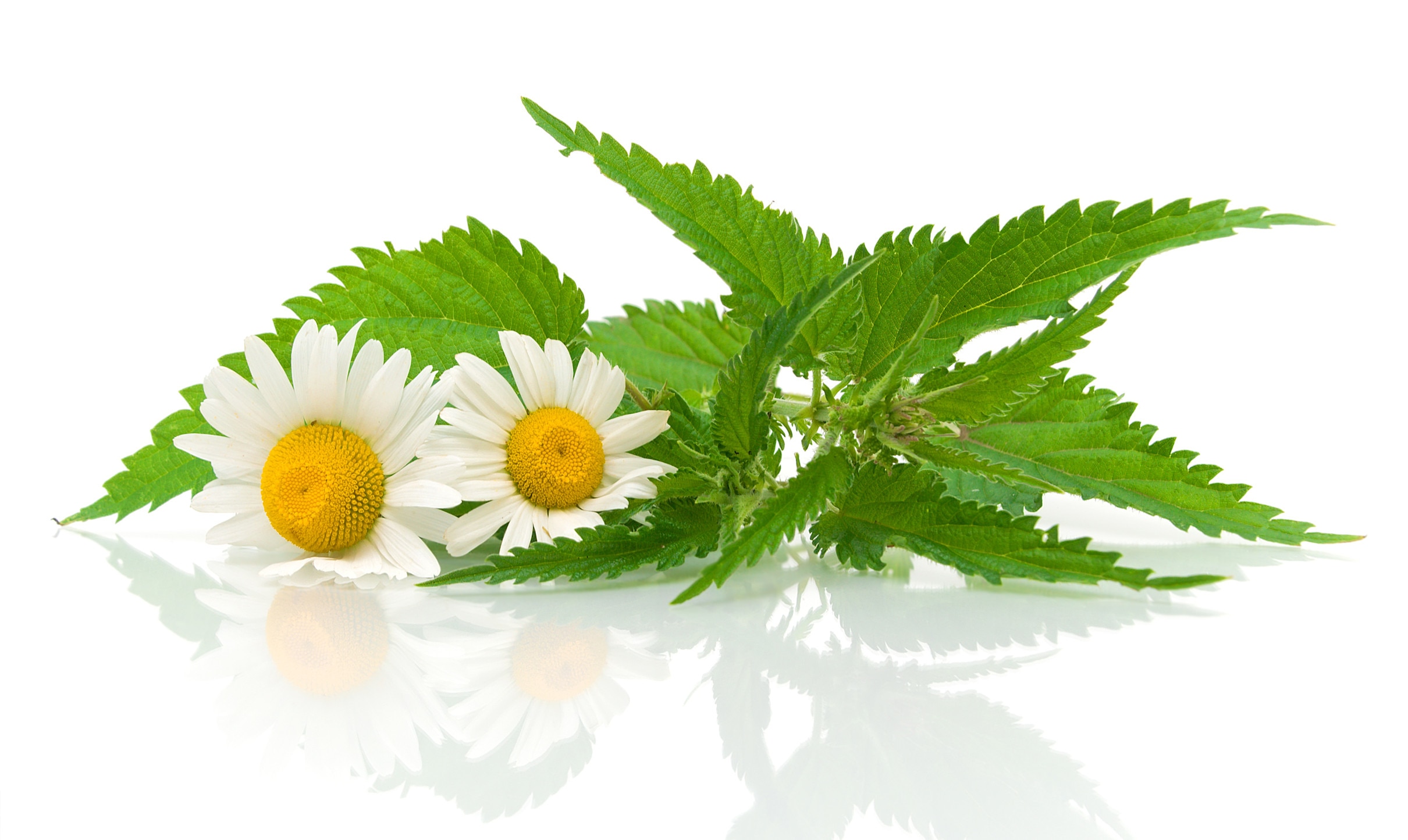 Chamomile Essential Oil is an essential oil extracted from Matricaria chamomilla (M. recutica) of same family and is also well recognized by the names of blue chamomile, Hungarian chamomile & single chamomile. It has a sweet, straw-like fragrance and is dark blue in color with medium viscosity.
COMMON NAMES
English chamomile, garden chamomile, sweet chamomile.
BLENDS WITH:
bergamot, lavender, geranium, clary sage, jasmine, tea tree, rose, grapefruit, lemon and ylang-ylang.
CONSTITUENTS
Chamazulene, bisabolol oxide A, a-bisabolol, bisabolol oxide B & bisabolone oxide A, Volatile oil, flavonoids, coumarins, plant acids, fatty acids, cyanogenic gly-cosides, salicylate derivatives, polysa
USES
Blue chamomile oil is used for treating any type of internal or external inflammation as well as is very effective on urinary stones (bladder gravel) as well. It helps in stimulating liver & gall bladder, thereby improving digestion and in treating menstrual & menopausal problems. When used on skin, it has miracle effect for treating red, dry & irritated skin as well as calming allergies, psoriasis, eczema and all other flaky skin problems.
Botonical Name : Matricaria recutica
CAS # : 8022-66-2
Country of Origin : Nepal
Color & Odor : Blue green liquid with Honey Tobacco Sweet Fruity odor
Solubility : Insoluble in water, soluble in alcohol and oils
F.E.M.A. # : 2273
Specific Gravity : 0.91300 - 0.95300 @ 25°C
Optical Rotation : +00 to +8.00 @ 20°C
Refractive Index : 1.480 to 1.505 @ 20°C
Flash Point : 123°F
Major Constituents : Volatile oil, flavonoids, coumarins, plant acids, fatty acids, cyanogenic gly-cosides, salicylate derivatives, polysa
Extraction Method : Steam Distillation
Request
Callback
Additional Information:
Minimum Order Quantity: 5 Kilogram(s)
