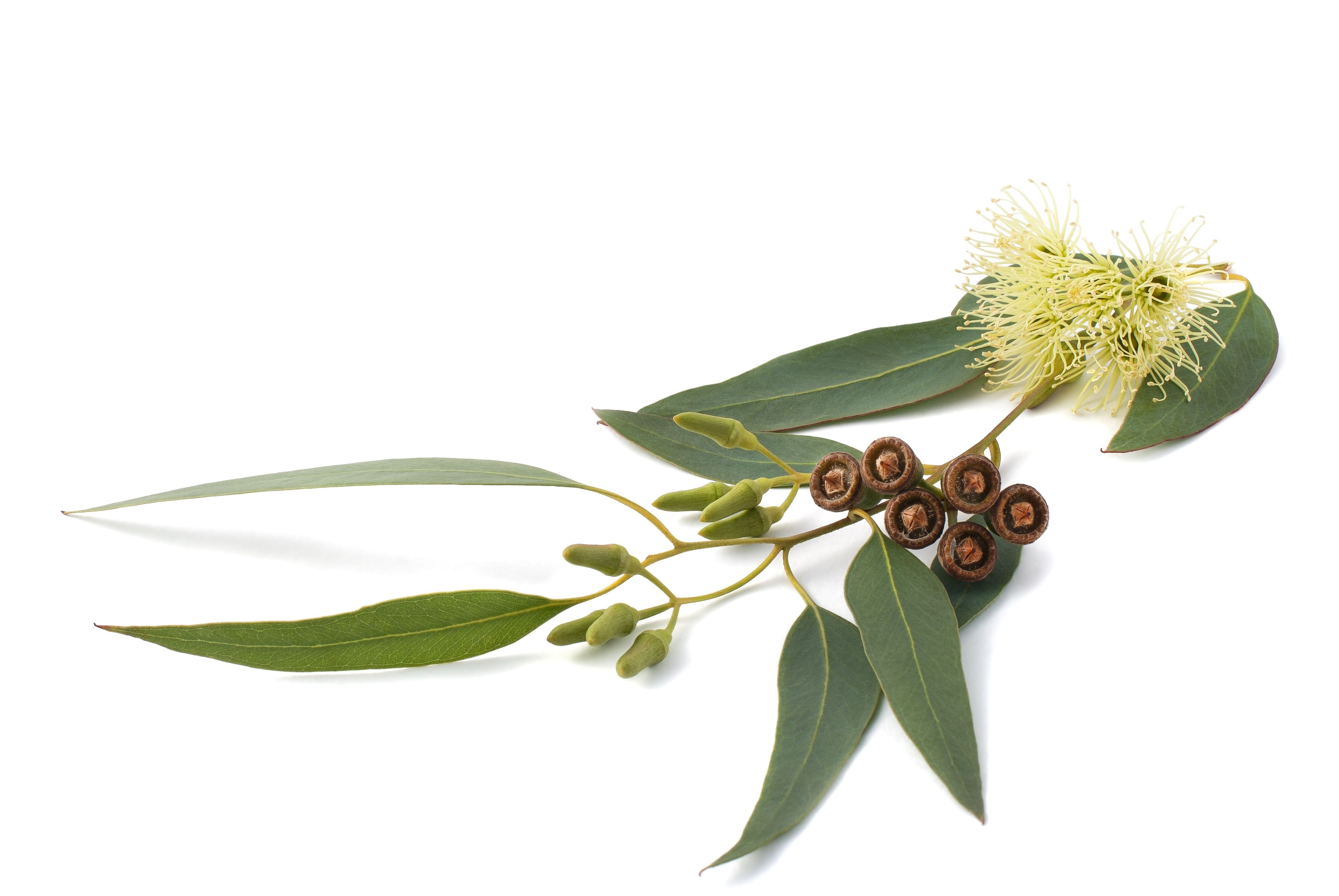 Eucalyptol 99.5% offered comprises up to 90 percent of essential oil and is found in bay leaves, tea tree, camphor laurel, sweet basil sage and other aromatic plant foliage. We can offer it in purity from 99.6 to 99.8 percent through fractional distillation process. It finds use as a flavouring and medicine ingredient. Some of its other properties include:
Coming with fresh camphor-like smell
Having spicy, cooling taste
Insoluble in water and miscible with ether, ethanol and chloroform
Having pleasant spicy aroma and taste which make these suitable for fragrances, and cosmetics
Also used in baked goods, confectionery, beverages
Request
Callback
Additional Information:
Minimum Order Quantity: 5 Kilogram(s)