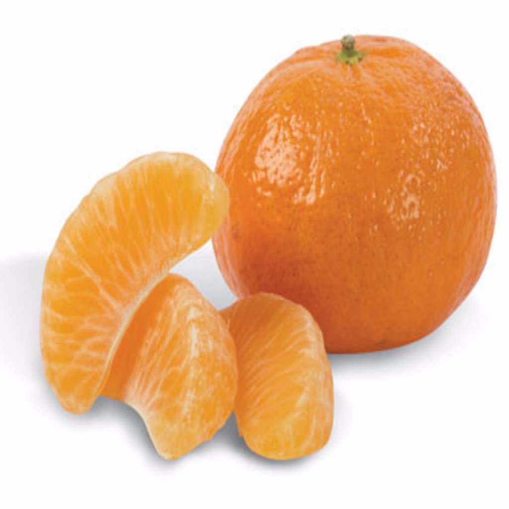 The health benefits of Mandarin Essential Oil can be attributed to its properties as an antiseptic, antispasmodic, circulatory, cytophylactic, depurative, digestive, hepatic, nervous relaxant, sedative, stomachic and tonic substance.
Mandarins are citrus fruits which are also known as Mandarin oranges or Tangerines. However, there is a slight difference. Mandarins are more yellow in color and come with pips, while tangerines are more orange in color and come without pips. So, mandarin essential oil is also called tangerine essential oil. The botanical name of both of these plants is Citrus Reticulata, which shows that they are same. As the name suggests, mandarin plants are native to China. From there, they went to Europe and now Italy is one of the biggest producers of Mandarin Oil.
The essential oil is extracted by cold compression of the fresh peels of these fruits and contains alpha thujone, alpha pinene, beta pinene, camphene, citral, citronellal, gamma terpinolene, geranial, geraniol, limonene, linalool, methyl methylanthranilate, myrcene, nerol, sabinene and terpineol. Mandarins have a special place in Chinese culture as they were given as gifts to the Mandarins (the name given to Chinese officials under the king).
Apart from being used as a flavoring agent in the food and beverage, cosmetics, soap, oil and perfume industries, this oil has various potent medicinal uses as well. Let’s explore more about those health benefits below.
Health Benefits Of Mandarin Essential Oil
Antiseptic: It protects wounds from becoming septic as well as from other bacterial, fungal or viral infections. It forms a protective covering on the wound and promotes the collection of blood platelets and leucocytes at the affected place, thereby blocking the intrusion of microbes. Furthermore, the oil itself has bactericidal and fungicidal properties and kills them, thereby adding to this protective effect.
Antispasmodic: A spasm in the respiratory system can make you suffer from breathing troubles, congestion and exhausting coughs while muscular spasm gives cramps and muscle pulls, which are very painful. Spasms in the digestive system (intestines) can cause vomiting and pulling aches in the stomach and intestines while a spasm in the nervous system can result in nervous afflictions and convulsions. There are a number of treatments, but one that is herbal and has no adverse side effects is mandarin essential oil. Just a few drops and the spasm will be cured..
Circulatory: The oil of mandarin oranges also improves the circulation of blood and lymph, particularly below the skin, which keeps the skin rejuvenated and looking young and vibrant. This improved circulation also creates warmth and provides relief from rheumatism and arthritis. This also aids growth and boosts immunity.
Depurative: It purifies the blood by helping remove toxic and unwanted substances from the body by means of excretion, including urine, fecal matter and sweat. This prevents diseases that result from the deposition of toxins, such as abscesses, boils, acne, gout, and arthritis.
Digestive: A few drops of this oil after lunch or dinner facilitates digestion by stimulating the discharge of digestive juices and bile into the stomach. It also increases the appetite.
Hepatic: This oil is good for the liver as it helps to maintain the proper discharge of bile from it and protects it from infections. It also strengthens the liver and optimizes its functions.
Nervous Relaxant: Although the oil is a common sedative, its sedating action is more prominent in relaxing and calming nervous afflictions and disturbances. It can calm attacks of epilepsy, hysteria and convulsions. Furthermore, it removes stress and anxiety.
Cytophylactic: The essential oil of mandarin also promotes the growth of new cells and tissues, thereby helping to speed the healing time of wounds and other signs of wear & tear. This also promotes proper growth of the body.
Tonic: Mandarin essential oil tones up overall health and boosts the function of the immune system. Being a tonic, it helps in the growth and proper functioning of the body by toning up all the organic systems functioning in it, including the respiratory, digestive, cardiovascular, circulatory, neurotic, excretory, nervous, and endocrine systems. It also boosts the overall immune system of the body.
Sedative: The essential oil of mandarin oranges is a reputed sedative for inflammation and nervous disturbances.
Stomachic: This oil helps maintain the acid and base balance in the stomach and protects it from ulcers and other disorders. It also fights any infections in the stomach.
Other Benefits
This essential oil relieves stress, cures skin disorders, maintains moisture balance in the skin, treats diarrhea, constipation, flatulence and other such disorders related to digestive and excretory systems, while also diminishing scars, stretch marks, and fat cracks on skin.
A Few Words of Caution
It has been known to show photo-toxicity and it may produce irritation in some skin types.
Blending
Mandarin essential oil, being citrus oil itself, blends with most of the other citrus oils such as those of neroli, grapefruit, orange, lime, and lemon. Along with these, it also blends well with essential oils of bergamot, cinnamon, clary sage, clove, frankincense, lavender and nutmeg.