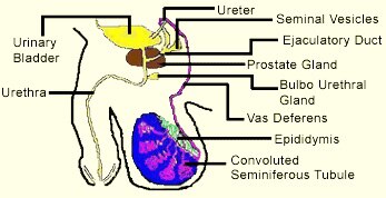 The testes are two glandular organs, which secrete the semen; they are suspended in the scrotum by the spermatic cords. Testes are suspended outside the abdominal cavity in the scrotum. In ayurveda Acharya Sushruta, while explaining the anatomy of testis has said