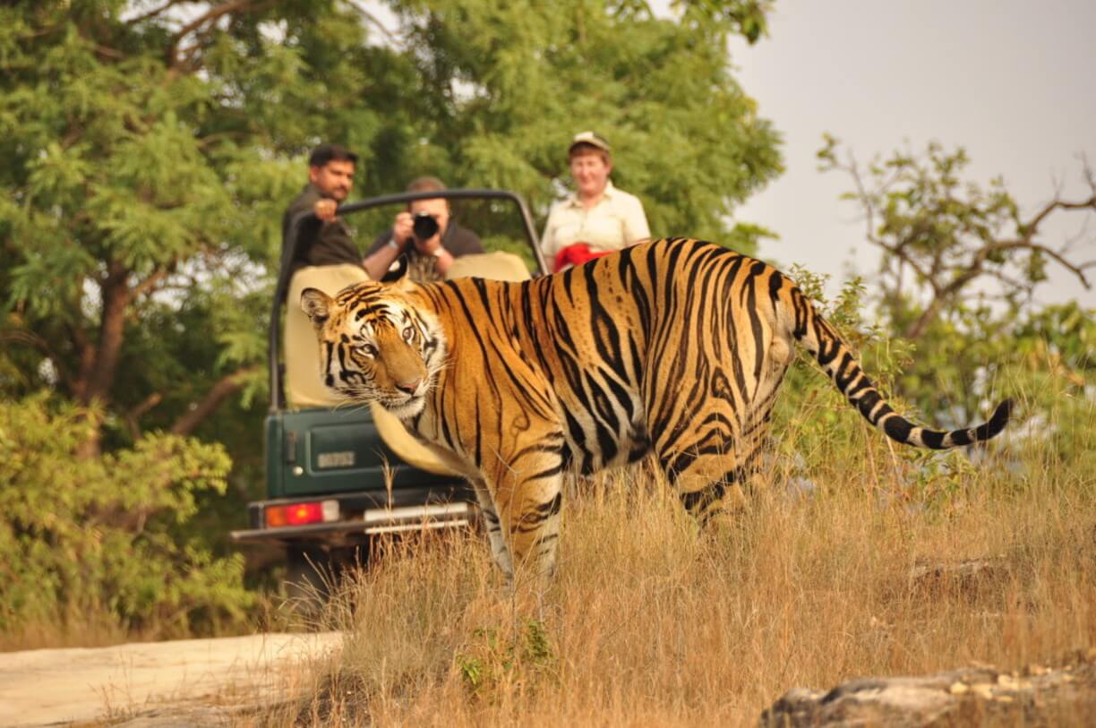 Jim Corbett Price : @Rs. 16000/- net. per couple. by Indigo car
Inclusion :
02 Nights Stay at Maya Resort/Similar at Jim Corbett
01 Deluxe Room
Daily Breakfast & Dinner at Hotel
3 Days Indigo (Delhi-Corbett-Delhi)
Pick & Drop from Delhi
Not Includes:-
Safari cost extra @Rs. 3200/- net. (Landscape zone)