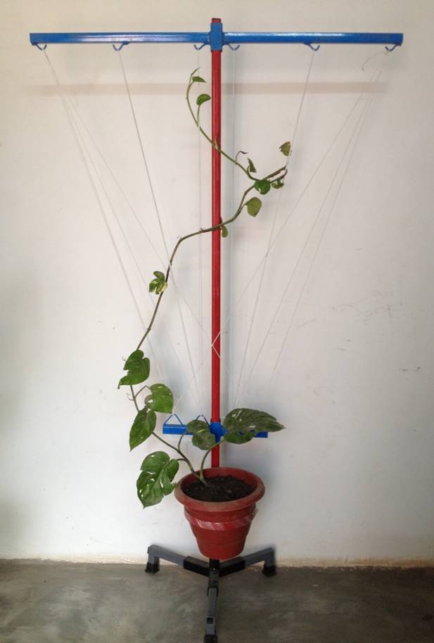SPECIFICATION;
Use For A Class Vegetable
as Pumpkin, Bitter Gourd Etc
Use For: Money Plant Stand