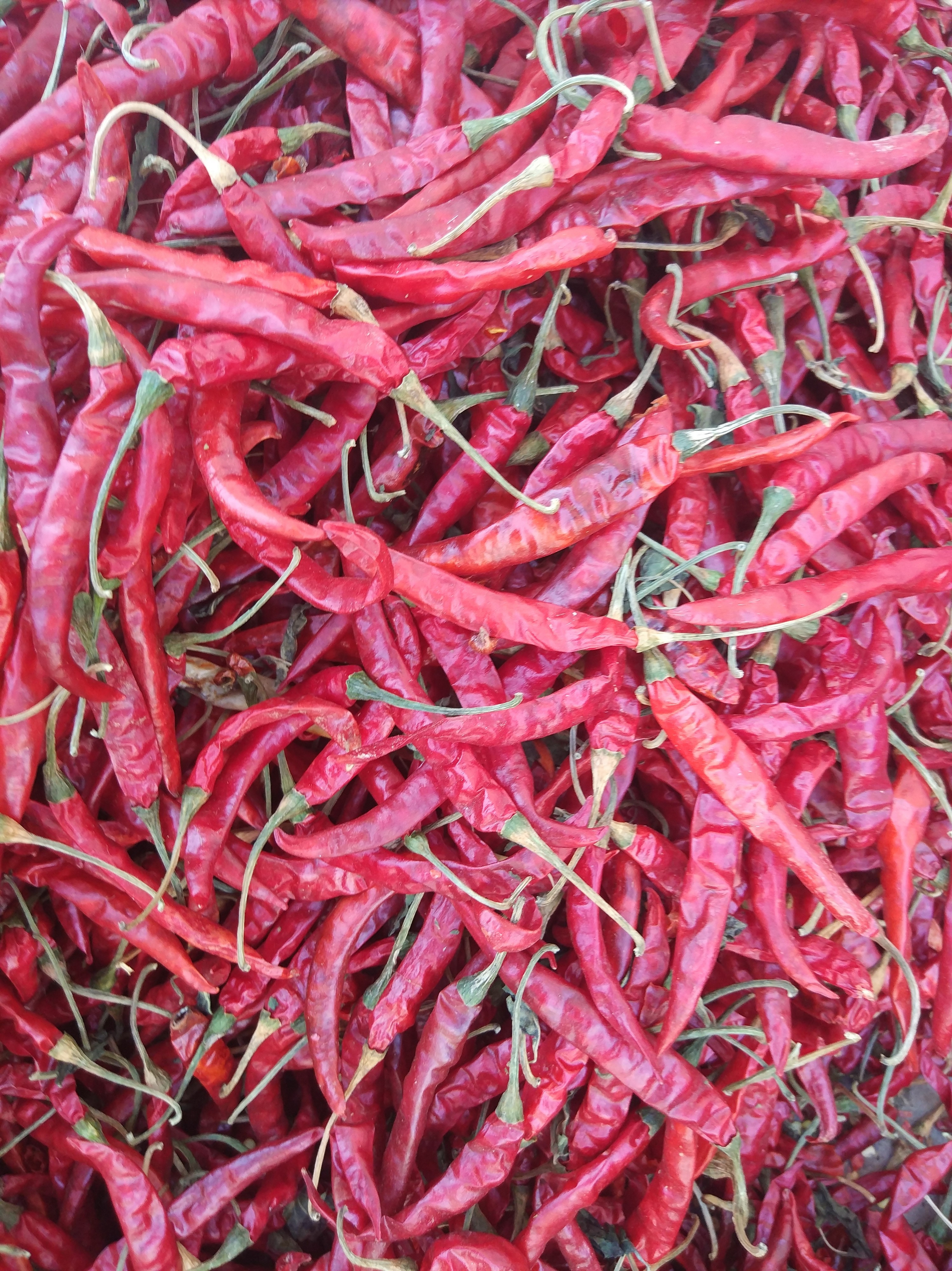 It is is long and has a thin skin, and when it’s dried has a crinkly appearance. It is known for its colour and pungency and is consumed across India.
Long, fully wrinkled, less seed, dark red colour