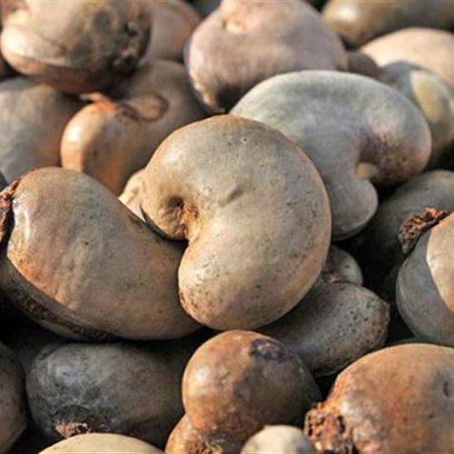 we are a manufaturer supplier wholeseller in Raw Cashew Nuts in india