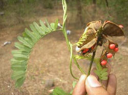 We offer Abrus preca