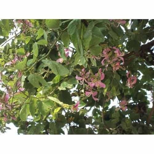 The botanical name o