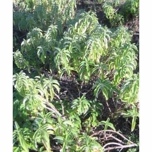 Bryophyllum Pinnatum