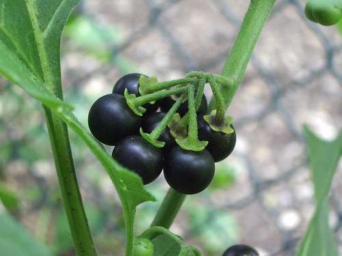 Solanum Nigrum Plant