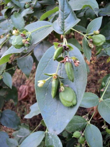 Nyctanthes Arbortris