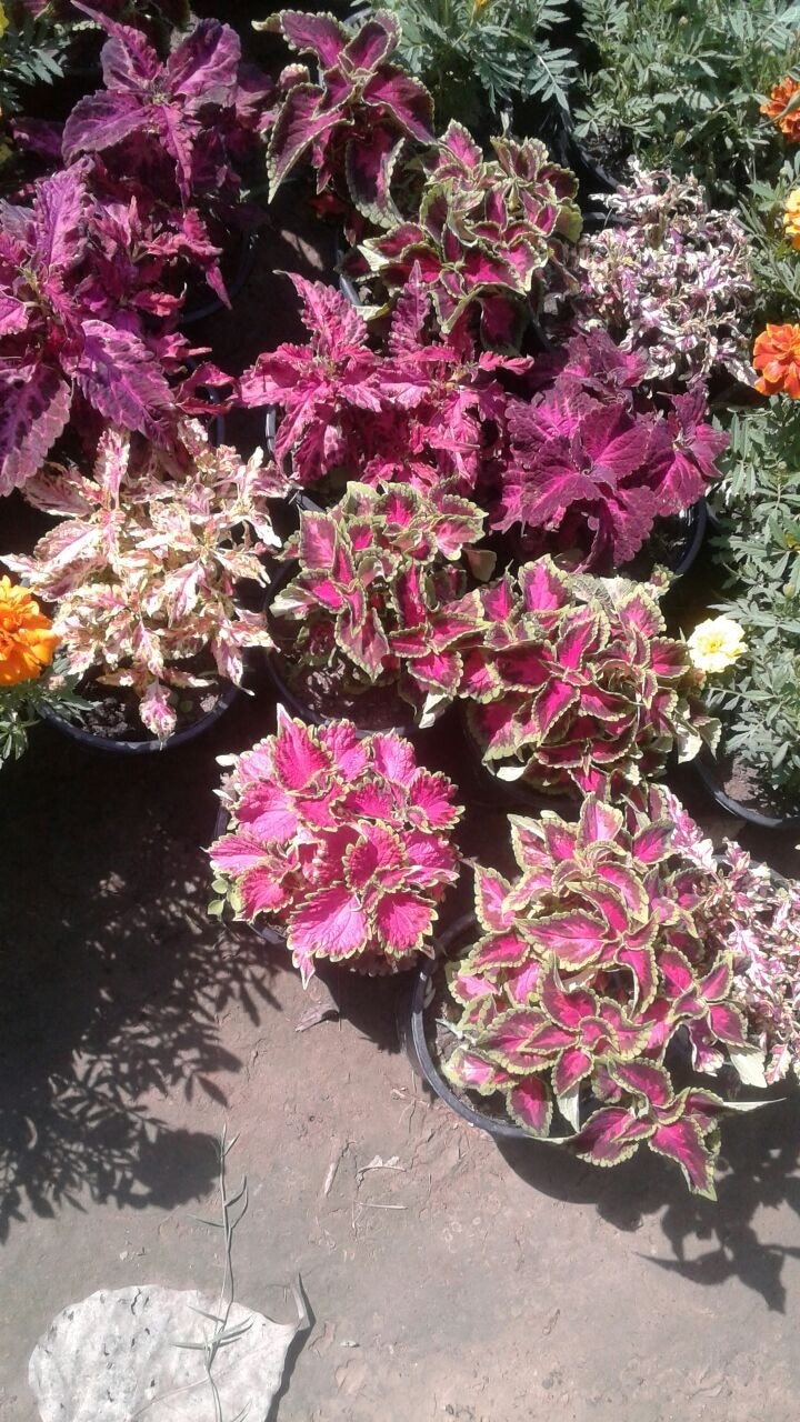 Beauty at your door step