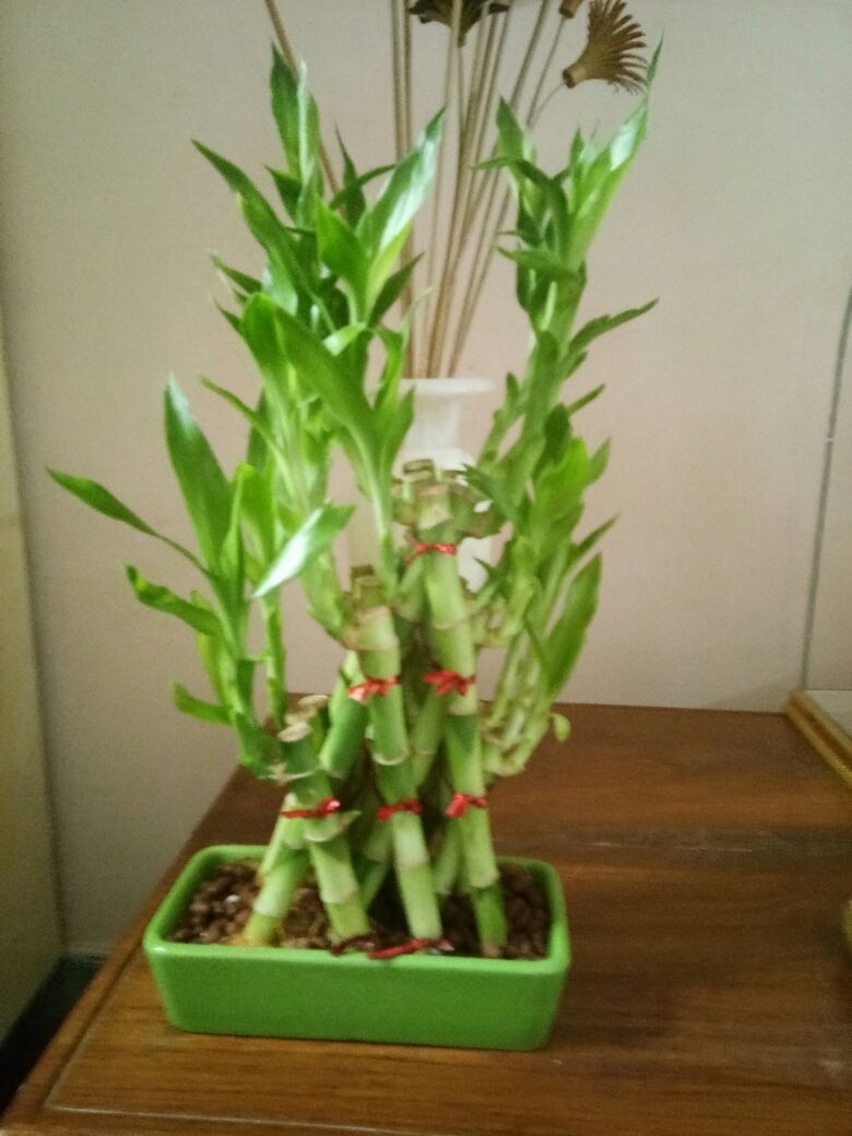 Auspicious according to fengshui great prosperity gainer
