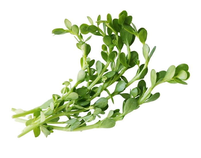 It is a herb. It has thick stemmed leaves which are crinkled and arranged in opposite whorls. Brahmi has been used since long time for its medicinal properties. It is well known for its nootropic, antimicrobial, anti-aging, antipyretic, cardio-tonic and analgesic attributes.
Extraction:
The extraction of Brahmi oil is done by Steam distillation of leaves.
Properties:
It has beautiful sweet fragrance and natural greenish brown color.
Components:
Its main components are sterols such as bacopasides, brahmine, herpestine, d-mannitol, hersaponin, monnierin, betulic acid, beta sitosterol, bacosine, luteolin, quercetin, apigenin and nicotine.
Blending:
It blends well with many carrier oils.
Uses:
1. It is main ingredient in medicines used for relieving Attention deficit-hyperactivity disorder (ADHD), weak memory, stress, anxiety, fear, epilepsy and Alzheimer’s disease.
2. This oil is known as the rejuvenator for all systems in the body.
3. Brahmi oil is a traditional cure for all kinds of nervous disorders, Parkinson’s disease.
4. It stimulates and strengthening the nerves and the cardiac system