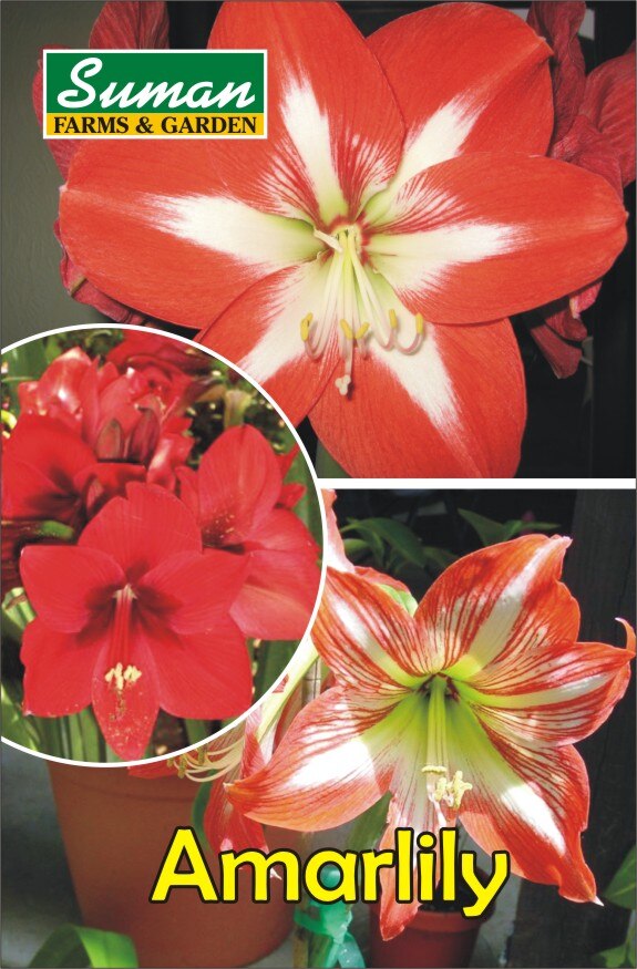 Amarlily