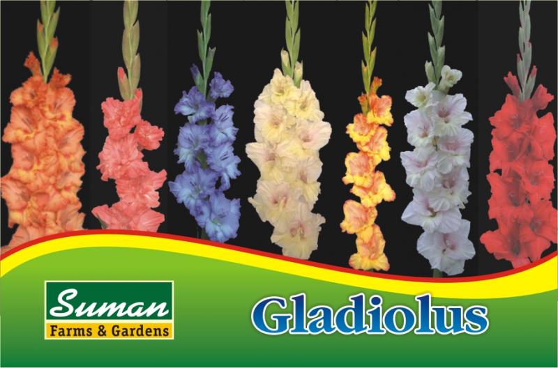 Galdiolus