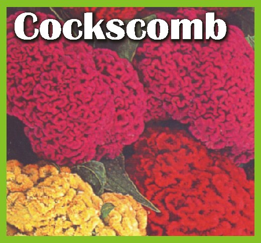 Cockscomb