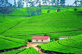 Sri Lanka - Jewel of Indian Ocean! Visit the island country and marvel at the natural beauty of its tranquil beaches, scenic tea plantations, colorful Hindu & Buddhist temples and rich local culture. Sri Lanka is believed to be 'Ravana's Lanka' from the epic tale of Ramayana! The island country is home to several spiritual sites and religious landmarks that have their origins in the legendary Hindu tale. Follow the Ramayana trail as you journey through Colombo, Sigiriya, Kandy and Nuwara Eliya. Relax, enjoy and have the time of your life as we visit India's neighbor - Sri Lanka!
Most visited Places
• The Golden Temple of Dambulla
• The iconic Sigiriya Rock Fortress (Lion Rock)
• Temple of the Buddha Tooth Relic at Kandy
• Hakgala Botanical Gardens (Ashok Vatika of Ravana)
• Sea Turtle Hatchery
• The UNESCO World Heritage site of Galle Fort
• Nine Arch Bridge
• Temple of the Buddha Tooth Relic at Kandy
• Whale watching at Mirissa
• Colombo City Tour
• Holy Munneswaram Temple
• Manawari Temple
• Koneswaram Temple
Our package includes below mentioned and much more:
• Visa Guidance
• Air Ticket Assistance
• Overseas Travel Insurance
• Airport Assistance
• 3/4/5 Star Hotel Accommodation
• Breakfast & Dinner
• All Major Sightseeing
• Transportation by Private Vehicle and/or SIC Basis
• English Speaking Guide cum Driver
Contact us for best available rates and offers.