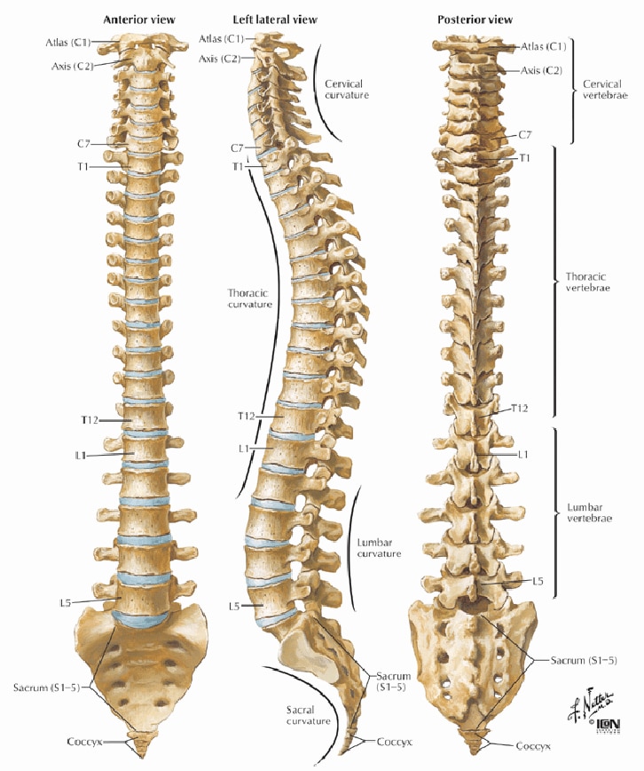 Spine Surgery