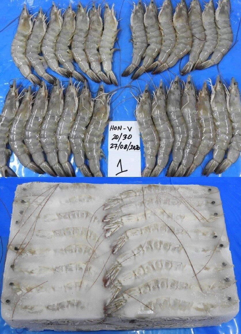 Head on Vannamei Prawns & Shrimps K V Marine Exports, Chennai