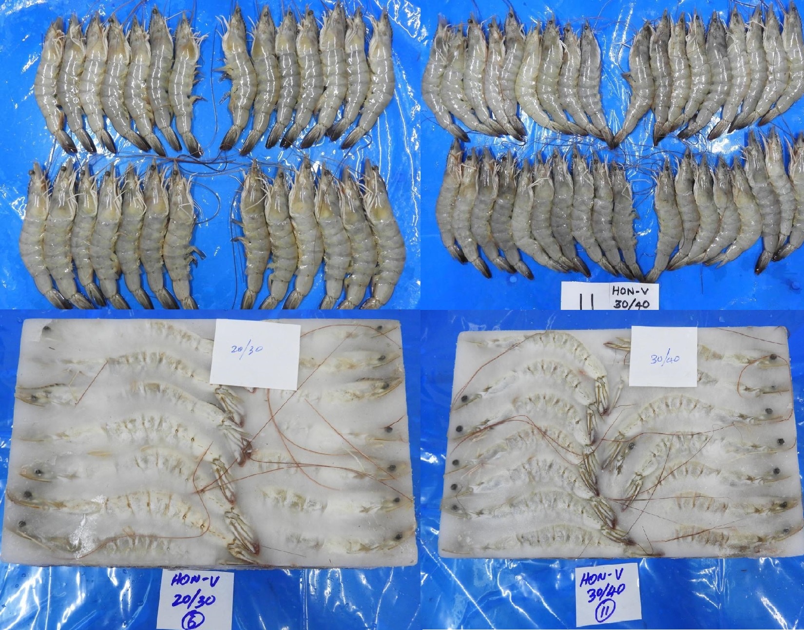 HEAD ON VANNAMEI PRAWNS & SHRIMPS Products at price INR 0 in Chennai