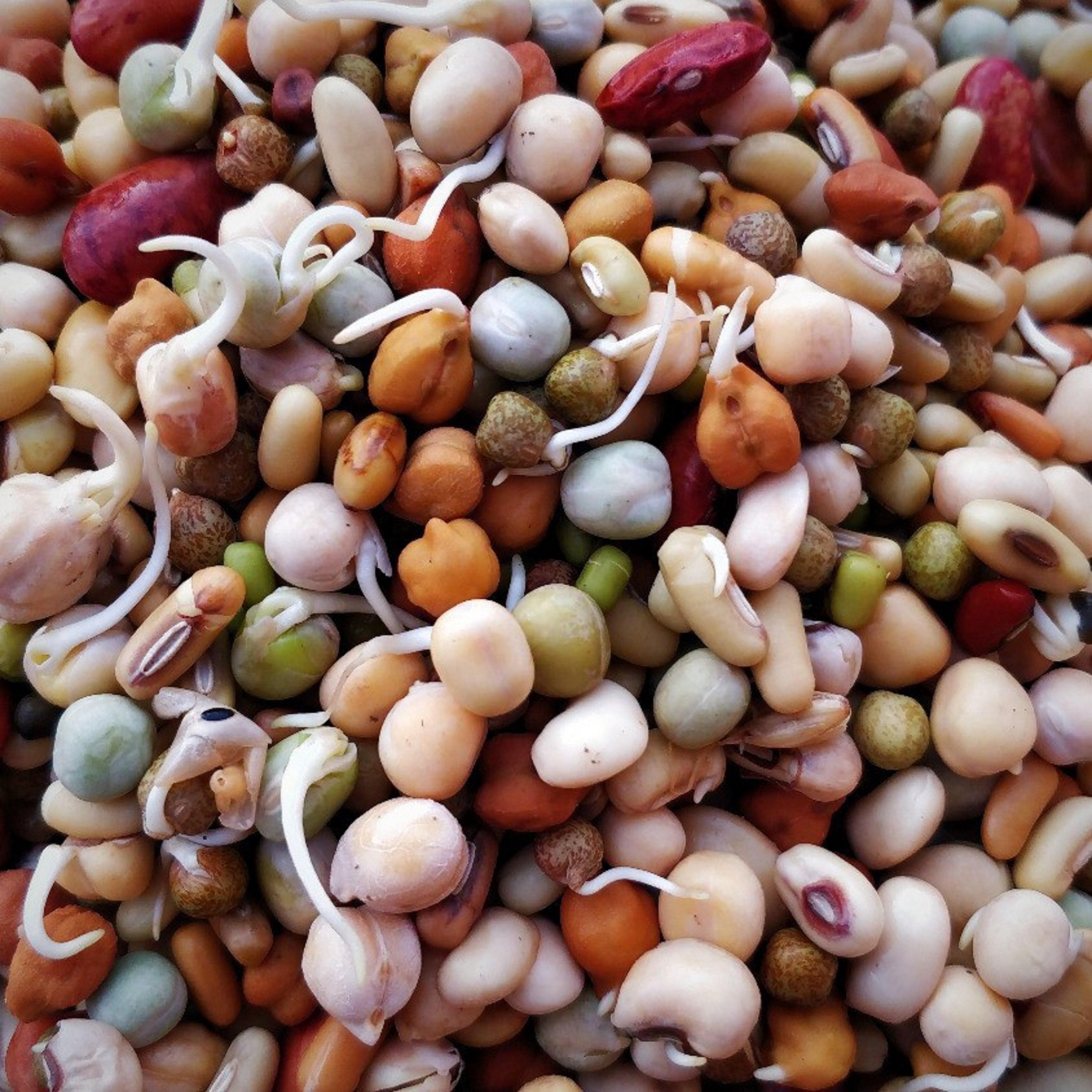 Cereals, Pulses & Cereal Products Dextrose Technologies Pvt. Ltd