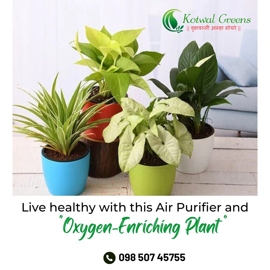 kotwal plants nursery Kotwal Greens Plant Nursery, Pune (Maharashtra)