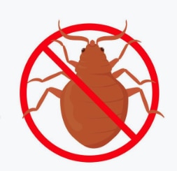 Professional Bedbug