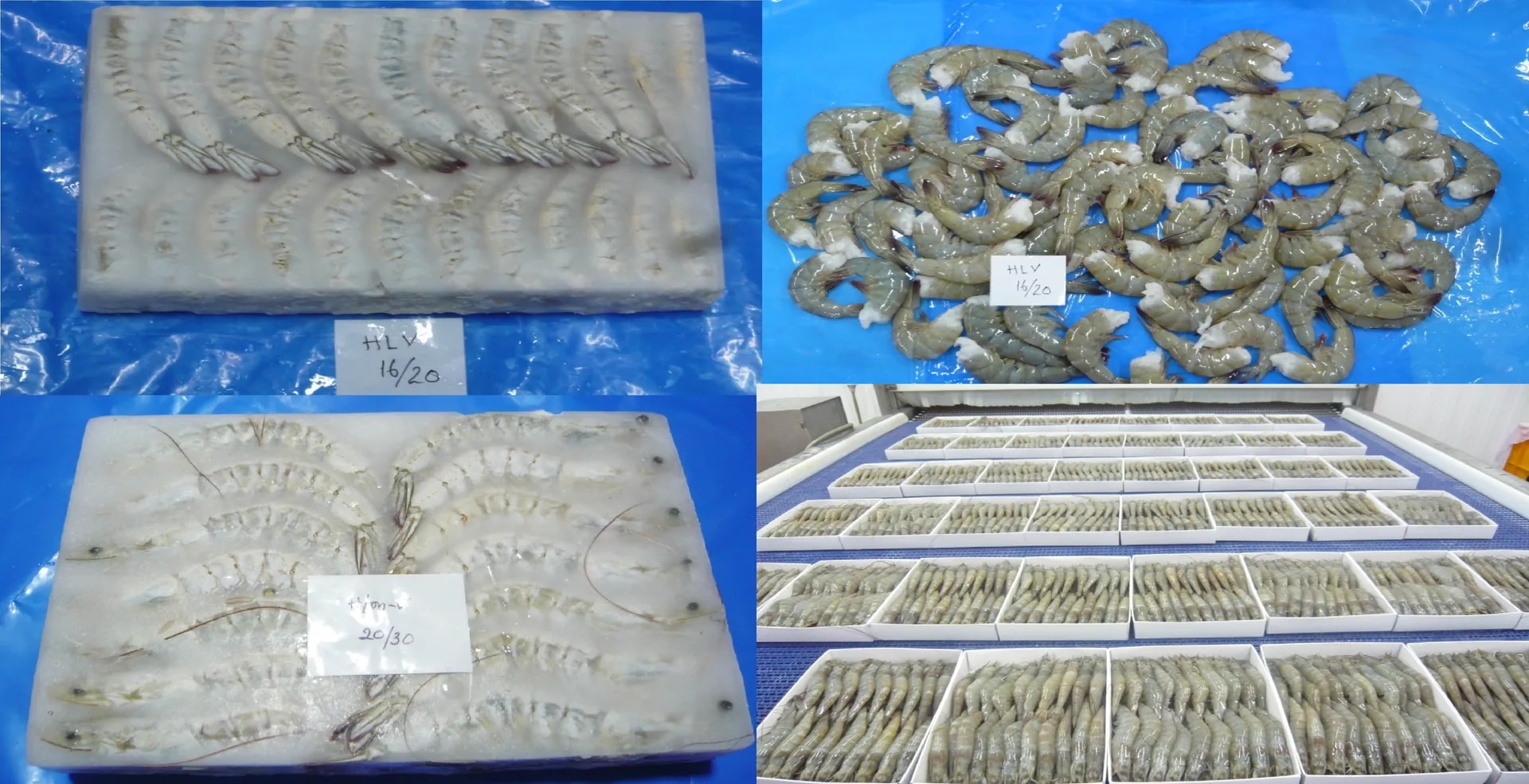 Farm Raised Shrimps image 1