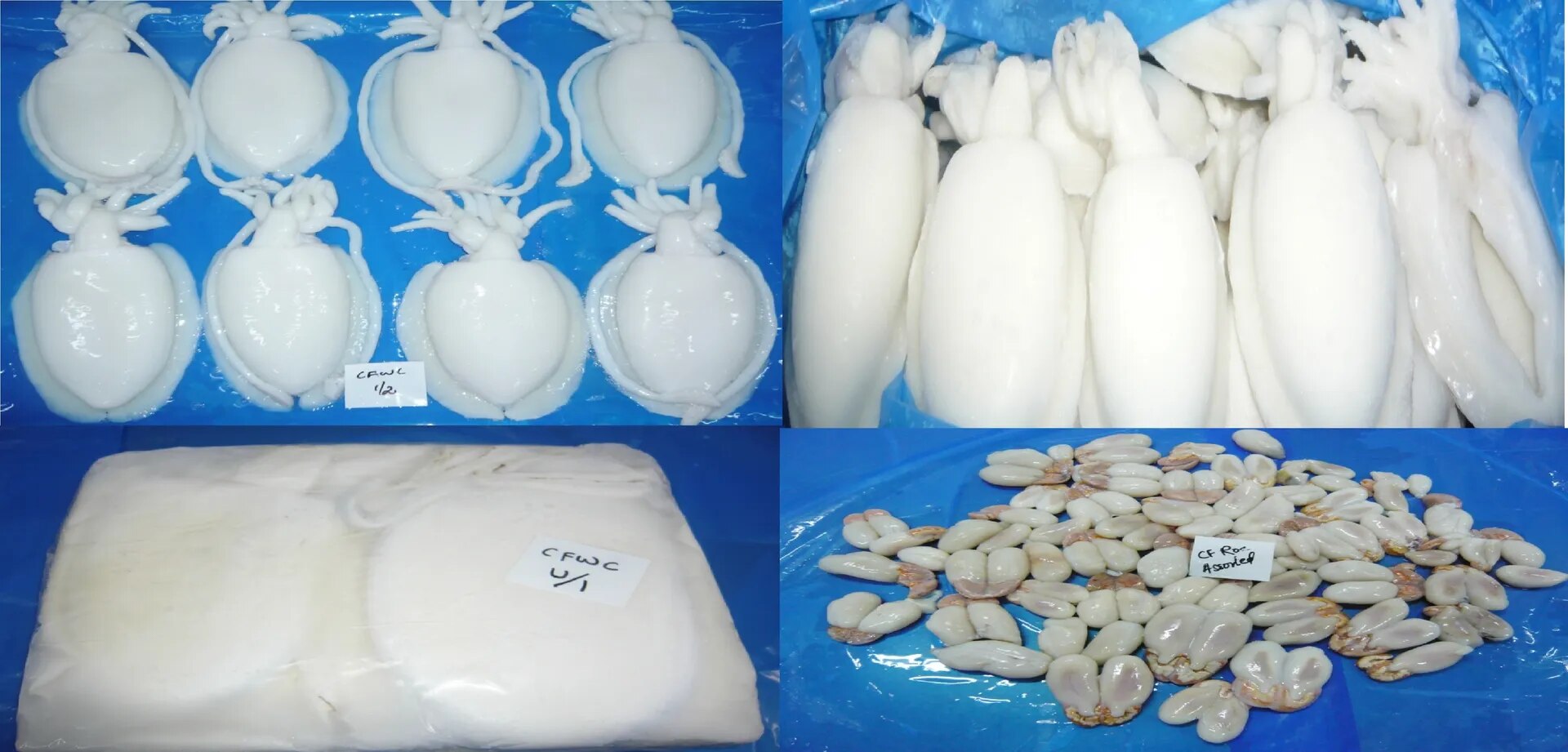 Cuttlefish image 1