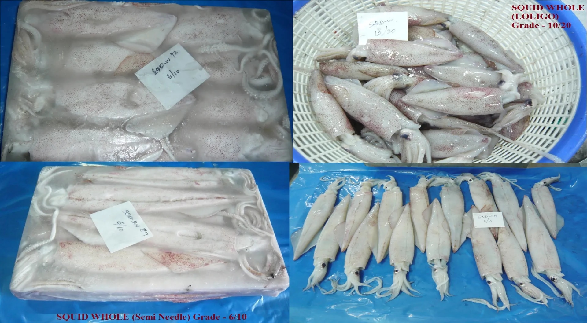 SQUID image 1