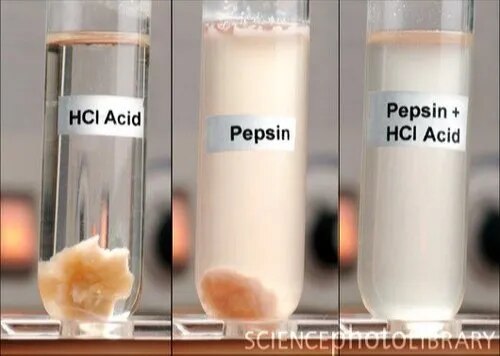 Pepsin image 1