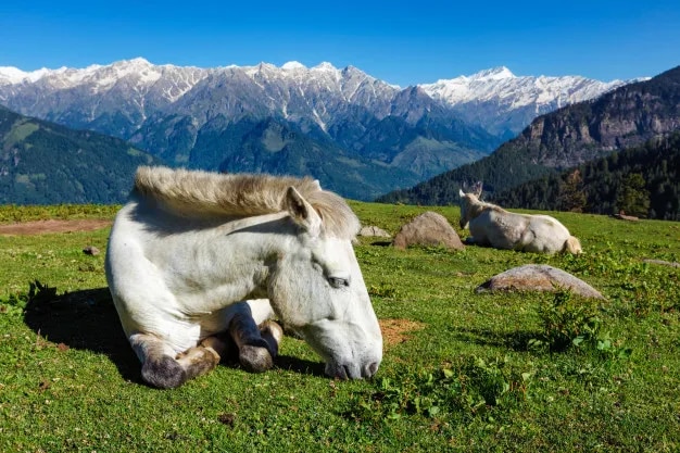 5Nights /6Days Himachal tour by Volvo image 1