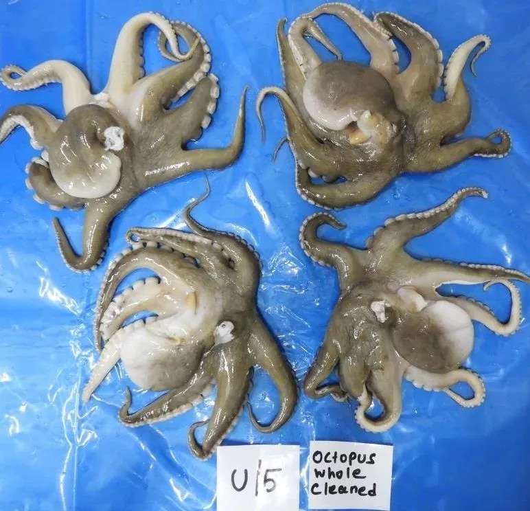 OCTOPUS WHOLE CLEANED image 1