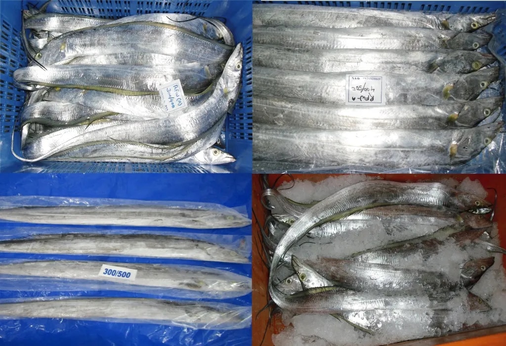 RIBBON FISH image 1