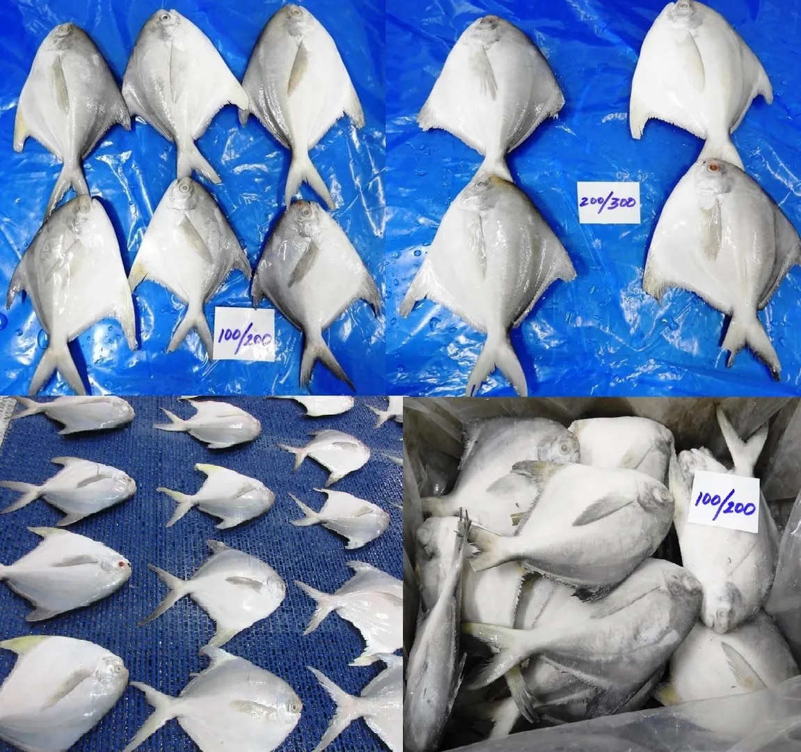 POMFRET FISH image 1