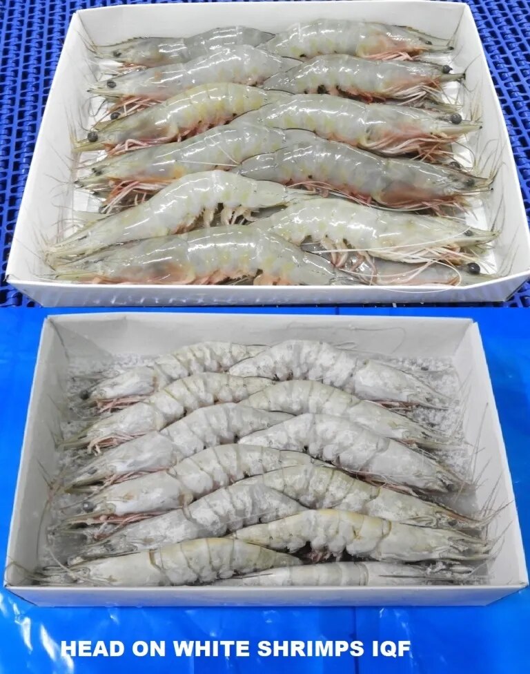 HEAD ON WHITE SHRIMPS IQF image 1
