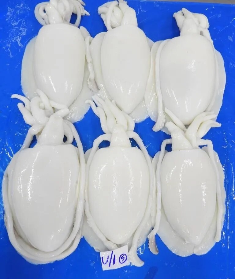 Cuttlefish whole cleaned IQF image 1
