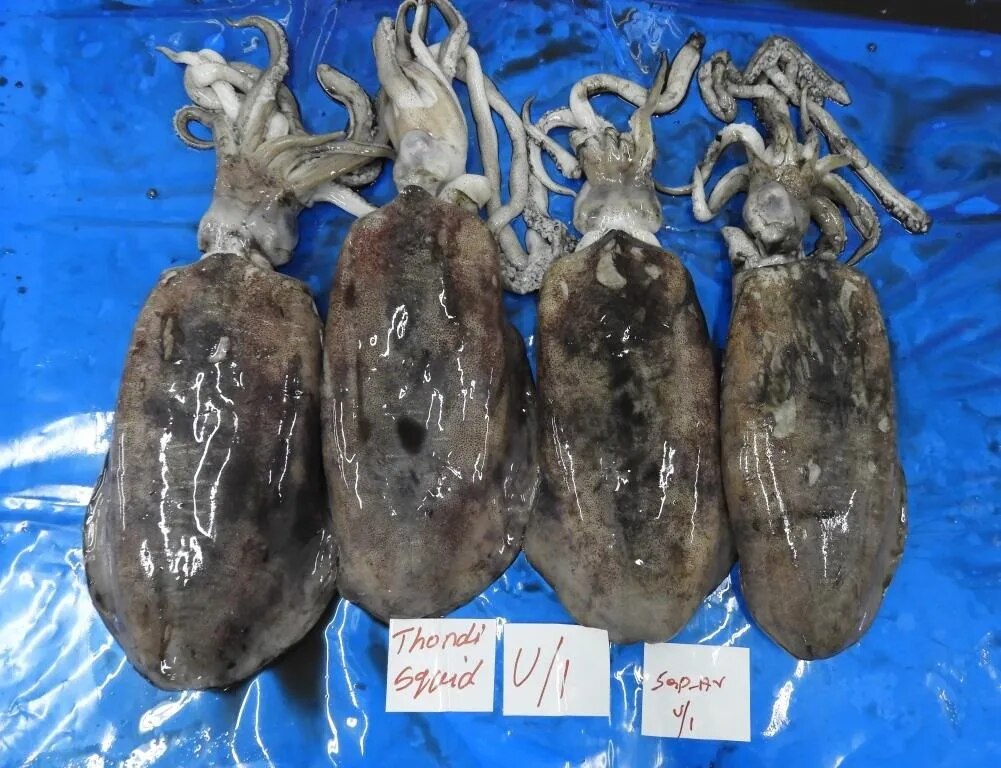 THONDI SQUID GRADE 2 image 1
