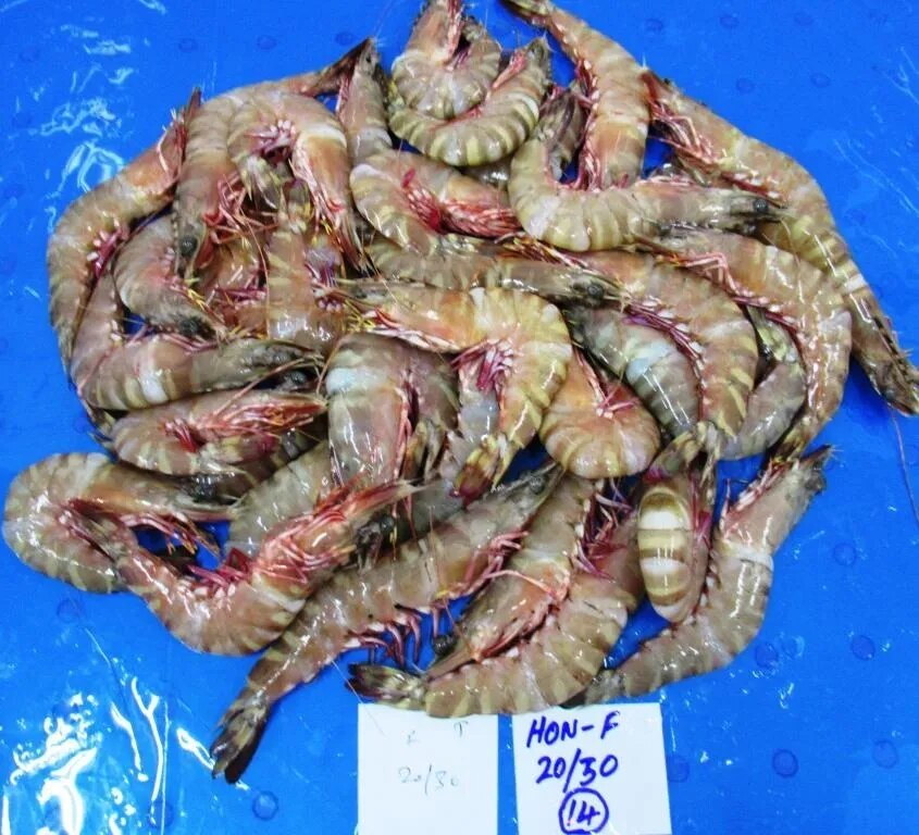 Head on Flower Prawns & Shrimps image 1