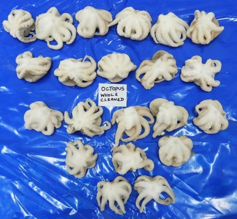 OCTOPUS WHOLE CLEANED IQF image 1