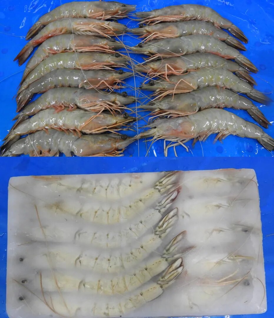 HEAD ON WHITE SHRIMPS & PRAWNS image 1