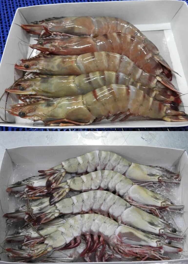 HEAD ON SEA TIGER SEMI IQF SHRIMPS image 1