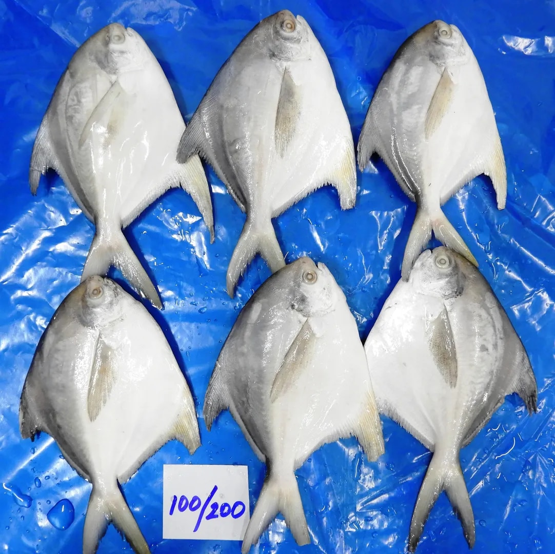 SILVER POMFRET FISH image 1