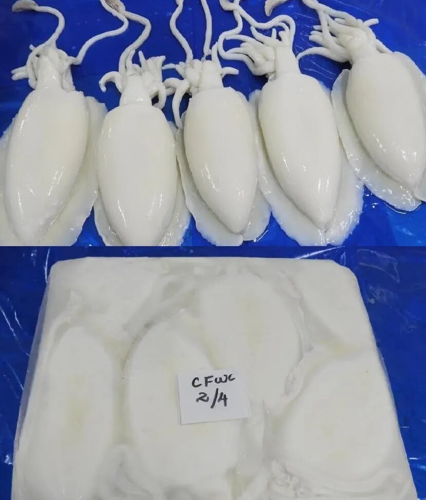 CUTTLEFISH WHOLE CLEANED BLOCK image 1