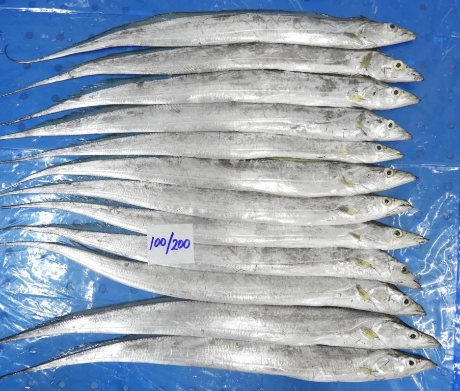 RIBBON FISH image 1