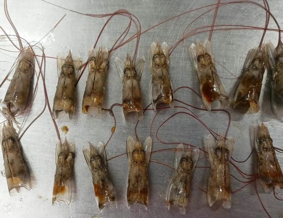 PRAWNS HEAD/SHRIMPS HEAD image 1