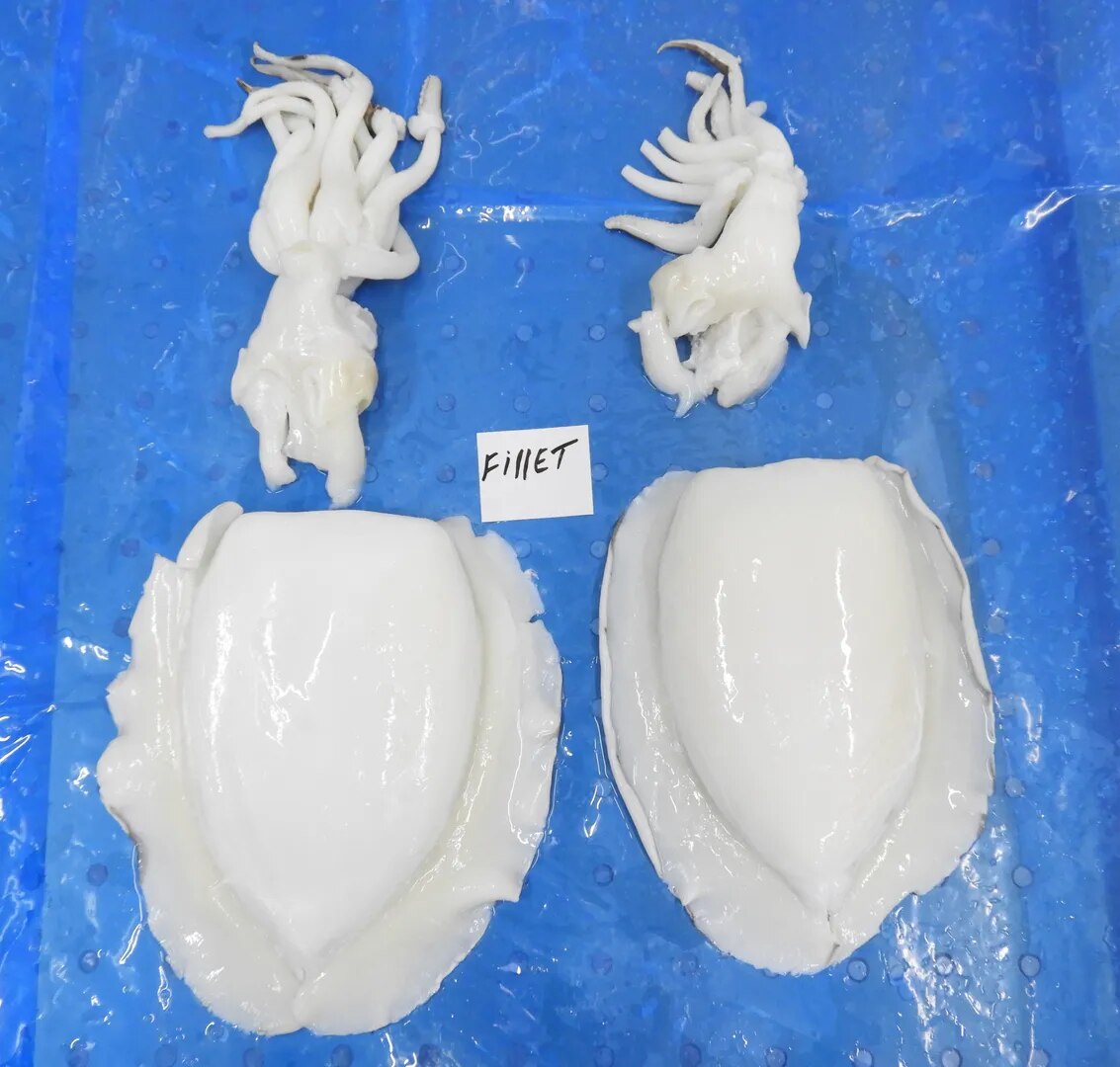 CUTTLEFISH FILLET & TENTACLES image 1
