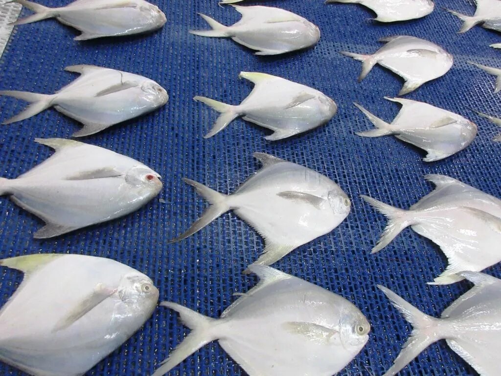 POMFRET FISH image 1