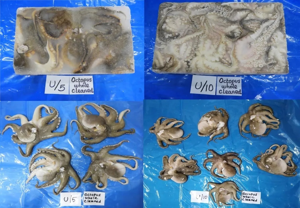 OCTOPUS WHOLE CLEANED BLOCK image 1